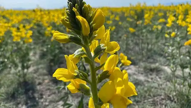 Bu güzelliğin koparmanın cezası 109 bin TL