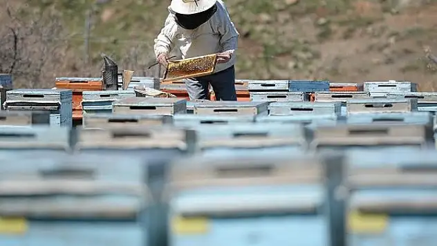 Türk balı 4 ayda yaklaşık 15,3 milyon dolar kazandırdı