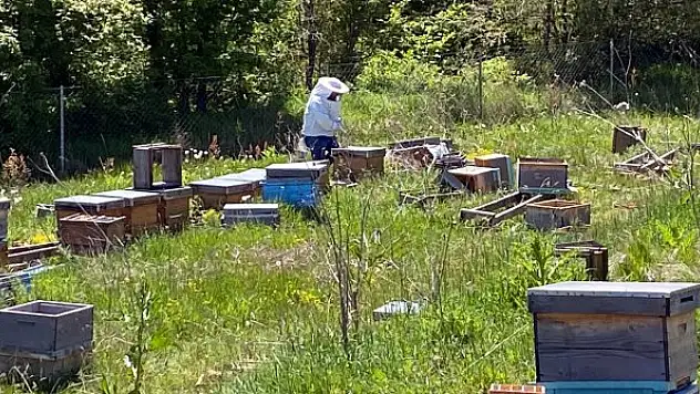 Arı kovanlarına zarar verildi, 4 milyon arı öldü