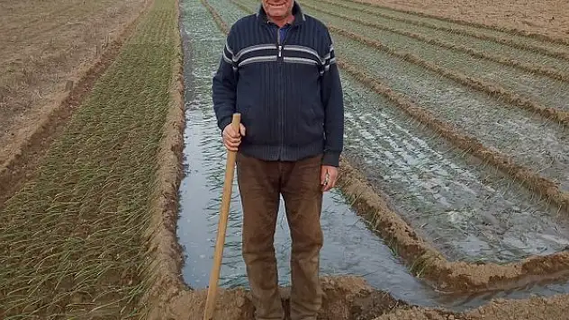 Mor soğanda hedef bin 200 ton