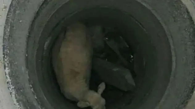 İtfaiye ekipleri rögara düşen küçükbaş hayvan için seferber oldu