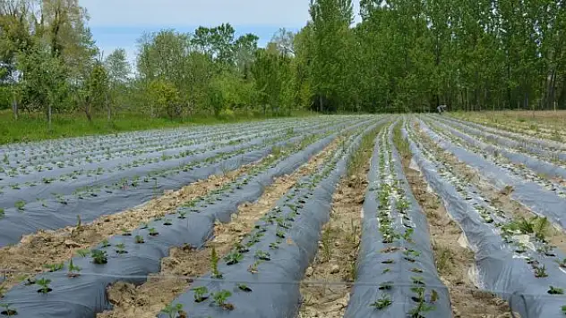 Sinop'taki taşkın çilek tarlalarına zarar verdi