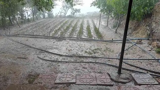 Dolu yağışı fideleri vurdu, ekipler hasar tespit çalışması yaptı