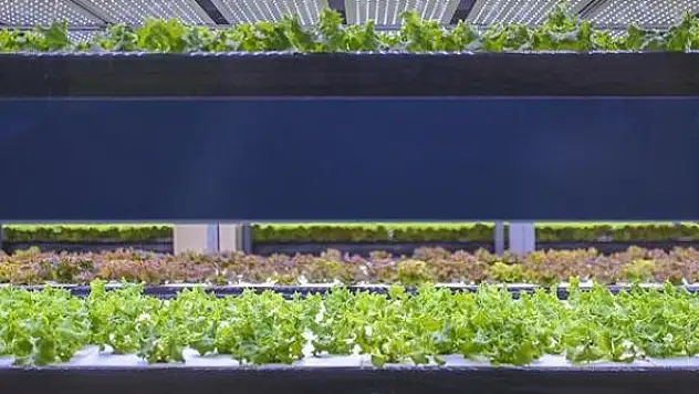 Türkiye'den 'topraksız ve dikey tarım' hamlesi