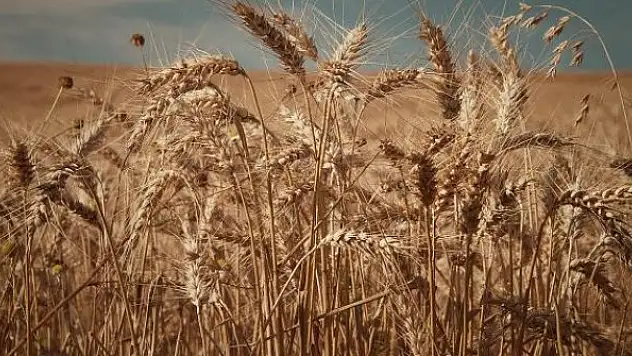 Hindistan buğday ihracatını yasakladı