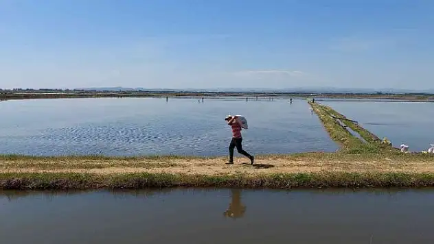 Türkiye'nin çeltik ambarında ekim zamanı