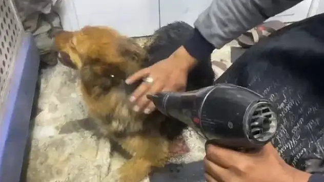 Yağmurda ıslanan sokak köpeğini fön makinesiyle kuruladı