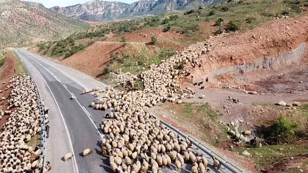 Peynir fiyatlarının düşmesi bekleniyor