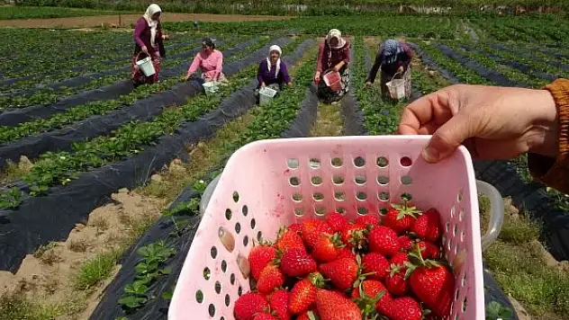 Çilek hasadı başladı