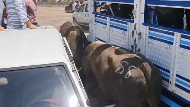 Boğalar arenaya sığmadı, park halindeki bazı araçlar zarar gördü