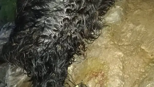 Yıldırım düştü 30 küçükbaş öldü