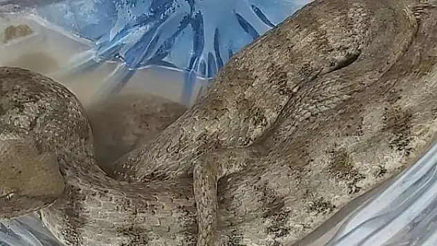 Bahçesinden engerek yılanı çıktı