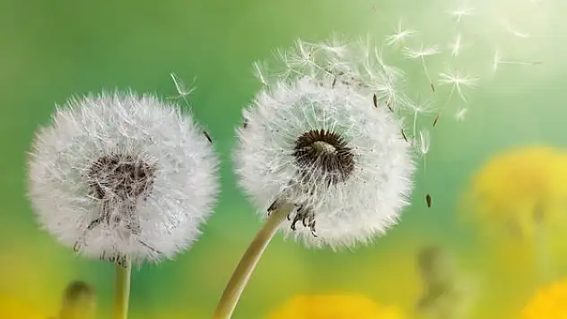 Bahar alerjisine karşı 8 etkili yöntem!