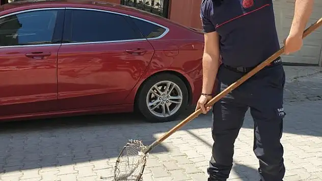 Cadde üzerinde gezen kokarca, itfaiye ekipleri tarafından yakalandı