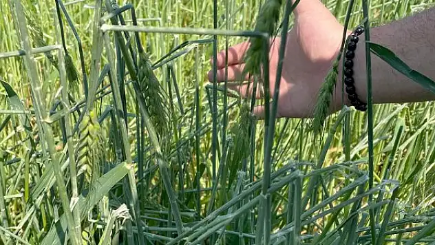 Dolu yağışı buğday tarlalarına zarar verdi