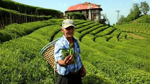 Rize çay ihracatından 4 ayda 2,8 milyon dolar kazandı