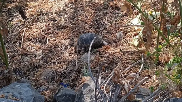 Kaplumbağayı çöpe atmışlar