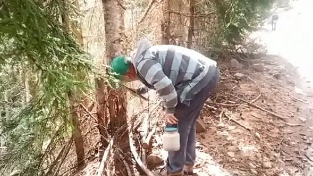 Ormandan topladıkları zararlı böcekler gelir kapıları oldu