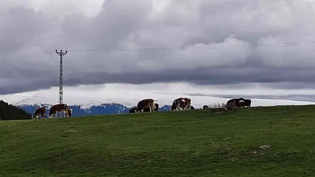 Besiciler, çetin kış sonrası meraya indi