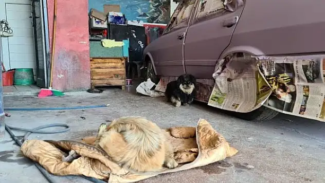 Tamirhanede doğum: Erkek köpek başlarından ayrılmadı