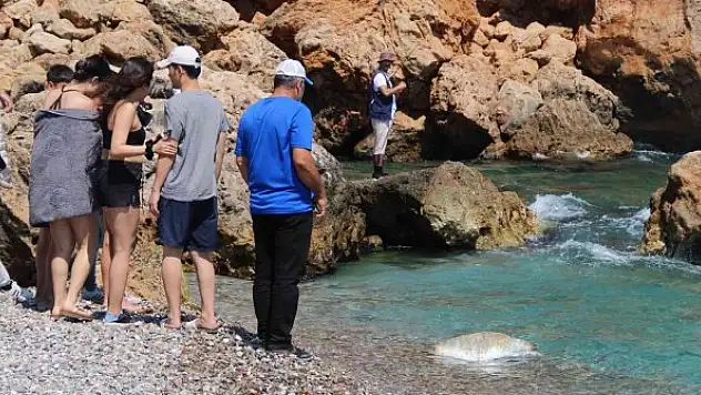 Ölü caretta caretta vurdu