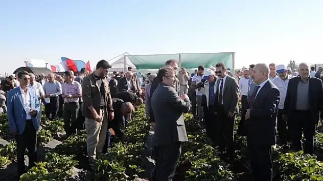 Mezopotamya Çilek Bahçesi'nde tarla günü etkinliği