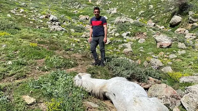 Bacağı kopan yılkı atı feci şekilde can verdi