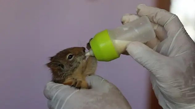 Anneleri ölen yavru sincaplar, biberonla besleniyor