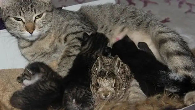 Köpeklerden kaçan tavşan yavrusuna kedi annelik ediyor