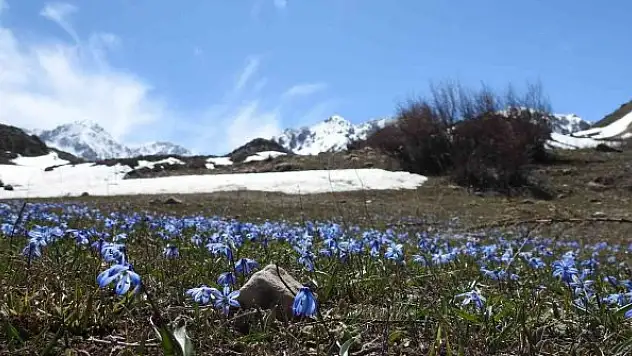 Çiğdem ve nergisler görsel şölen sunuyor