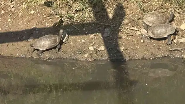 Yalova'da yaşamları tehlikeye giren 325 su kaplumbağası gölete taşındı