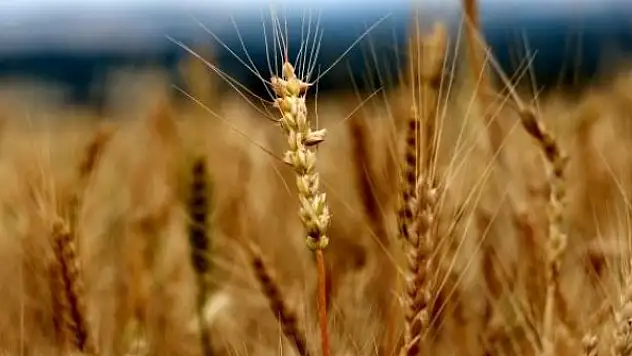 Buğday 5,656 TL'den satıldı