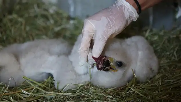 Yuvaları yıkılan 2 yavru kartal korumaya alındı