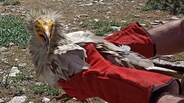 Tedavisi yapılan akbaba doğaya bırakıldı