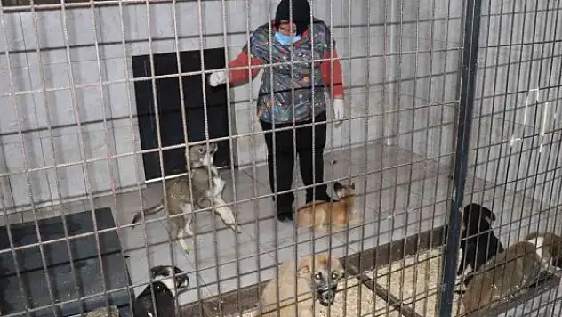 Bir hafta da 77 köpek kısırlaştırıldı