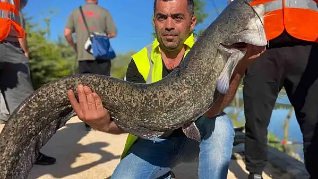 1 buçuk metrelik dev yayın balığı görenleri hayrete düşürdü