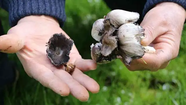 Bilinçsiz mantar tüketimi öldürüyor