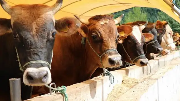 Büyükbaş ve küçükbaş kurbanlık fiyatları belli oldu