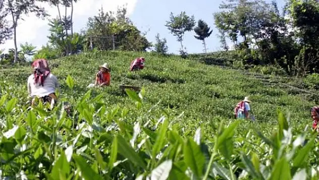 ÇAYKUR'dan üreticilere hasat çağrısı