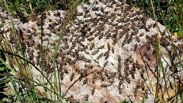 Çiftçilerin korkulu rüyası çekirgeler tarım arazilerini istila etti