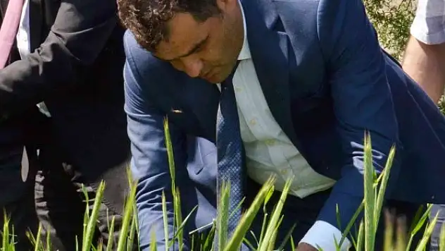 Süne ile mücadele için tarlalara 130 bin 'arıcık' salındı