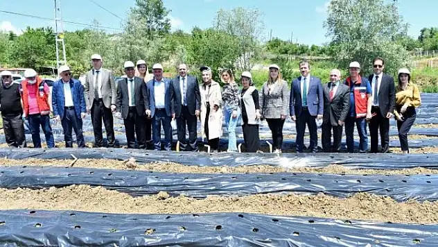Samsun'da 500 bin çilek fidesi, 11 bin 880 aronya fidanı dağıtıldı