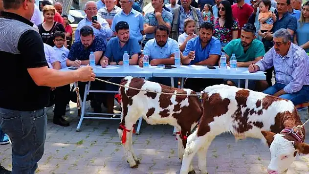 Jüri en güzel buzağını belirlerken zorlandı
