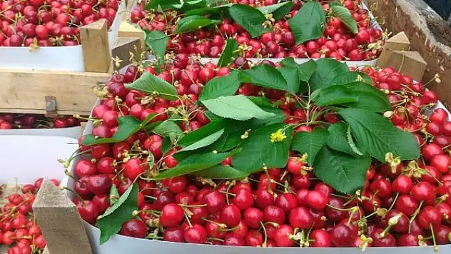 Kiraz hasadı başladı