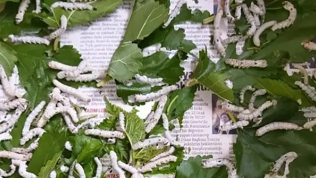 İpek böceğinin tanesi 5 lira