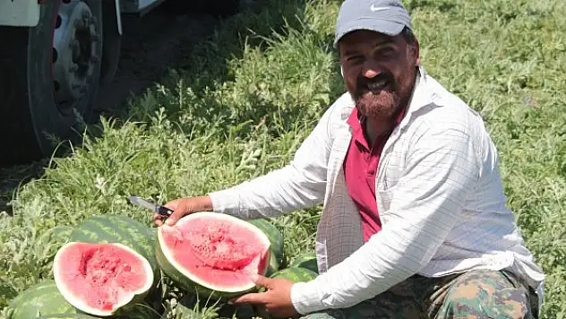 Karpuz hasadı başladı