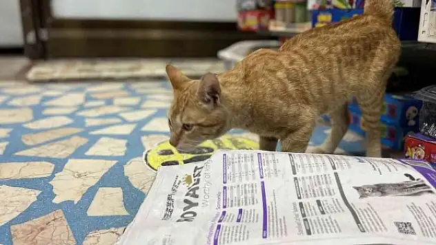 Akşam dükkan kapanırken geliyor sabaha kadar gitmiyor