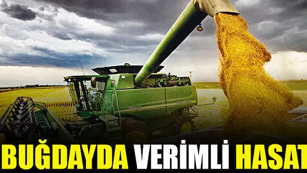 Buğdayda verimli hasat