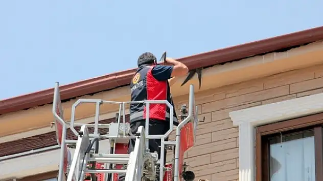 Nesli tükenmekte olan ebabil kuşu kurtarma operasyonu