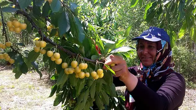 Konya'da beyaz kiraz hasadı başladı